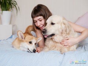 Pet Sitter Services Yes To Care